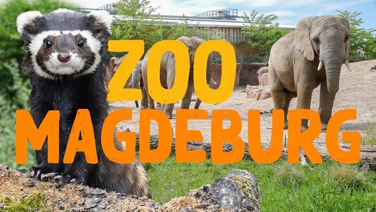Cover Zoo Magdeburg